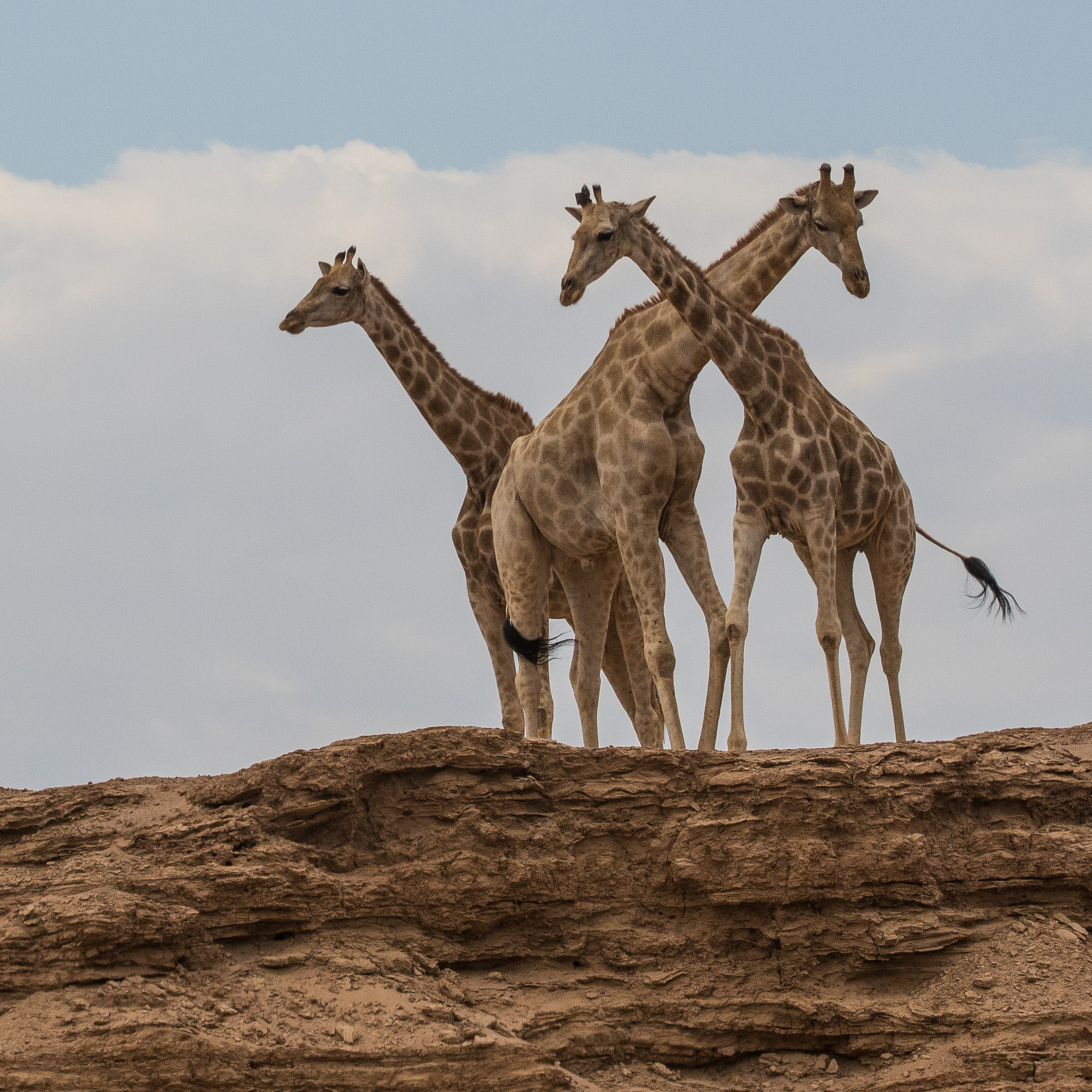 Girafes d'Angola adaptées au désert (Desert-adapted Angolan giraffe, Giraffa girafa angolensis), mâle accompagné de 2 femelles  évoluant sur une berge de la rivière Hoanib  alors à sec, Kaokoland, Région de Kunene, Namibie.